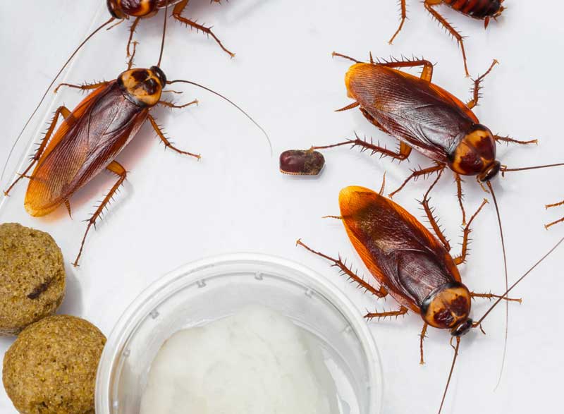 Managing cockroaches with dependable year-round pest protection