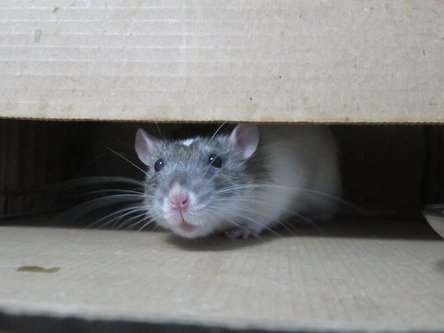 Protecting homes with dependable pest control and prevention services