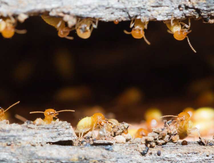 Preventing termite problems before structural damage becomes costly