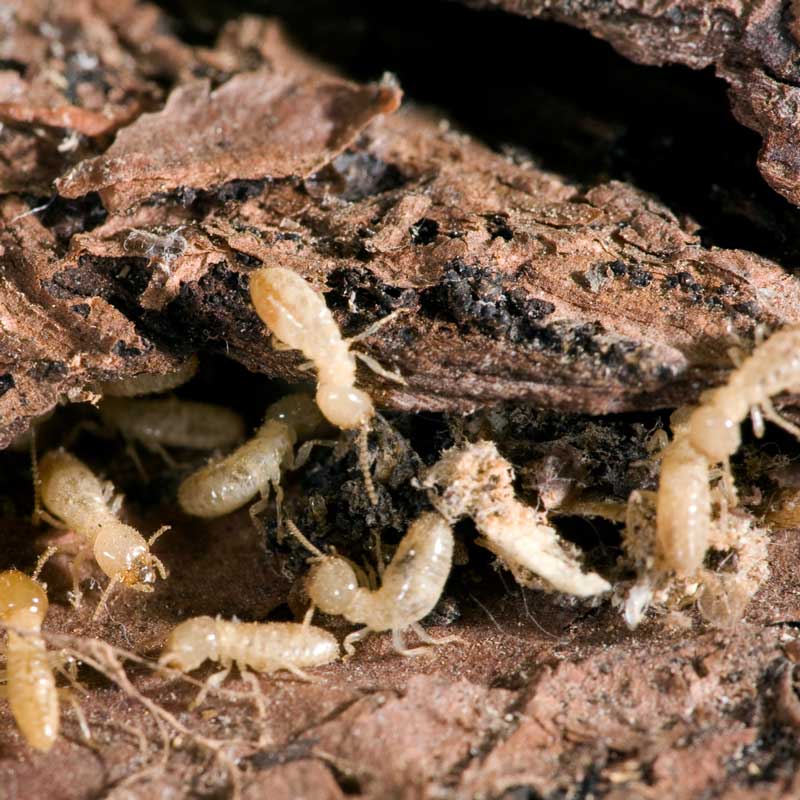 Treating termites with proven inspection and protection methods today