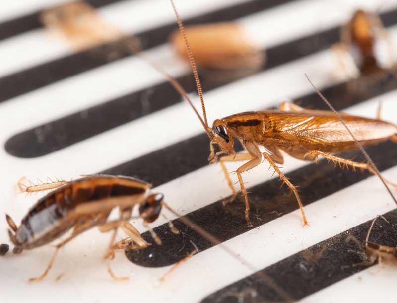 Providing year-round pest control for dependable property protection