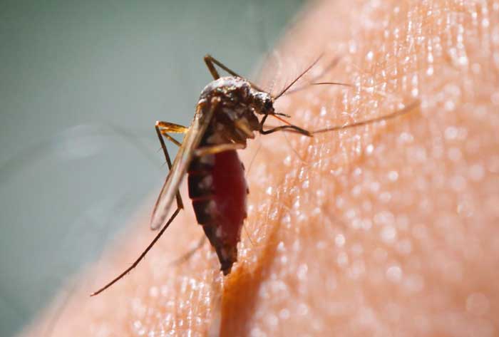 Managing South Carolina mosquito problems with effective prevention