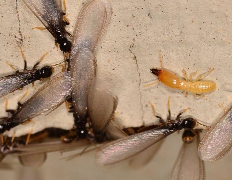 Recognizing insect swarms before infestations become serious problems