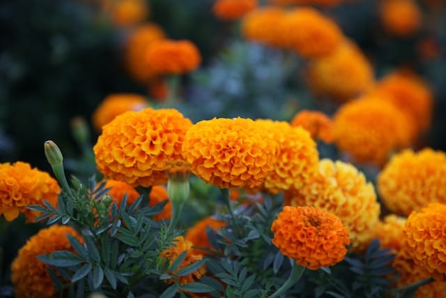 Growing marigolds to naturally help discourage common garden pests