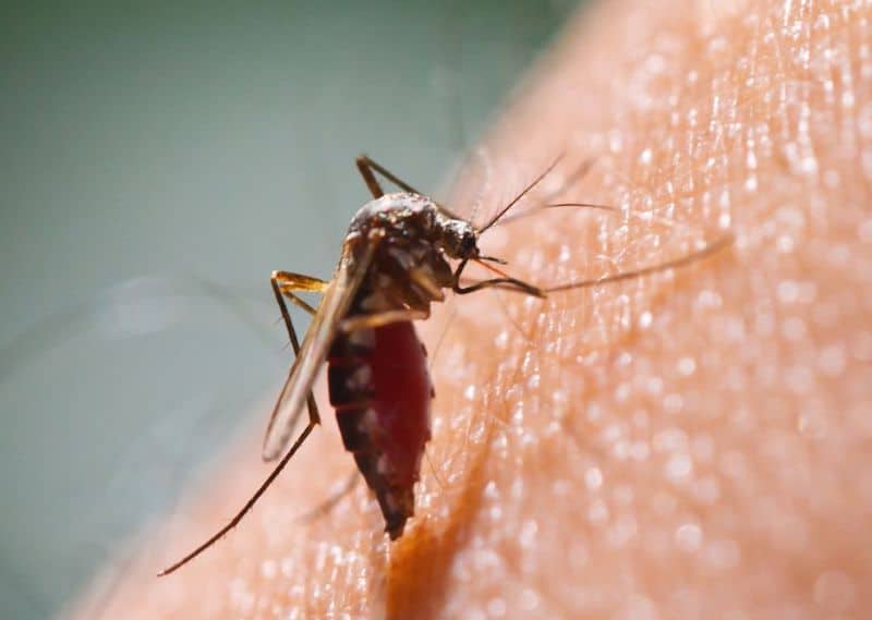 Managing mosquito populations with effective seasonal treatments