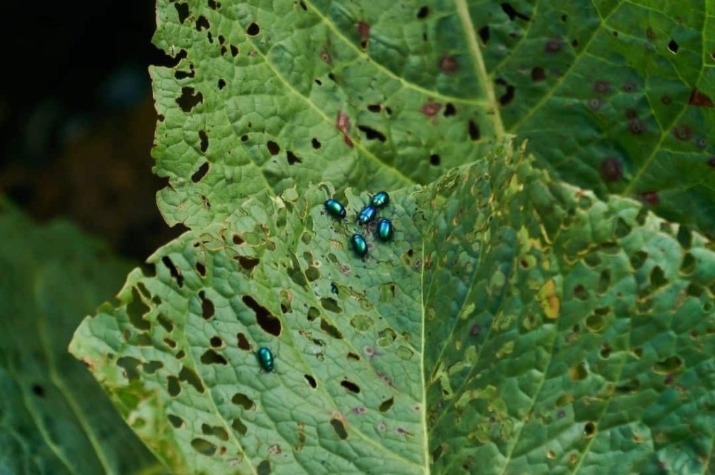 Protecting yards from destructive pests with proven solutions today