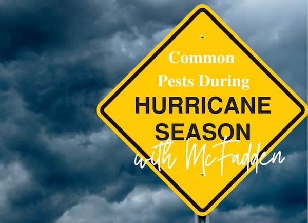 Preparing for pests during hurricane season with expert guidance