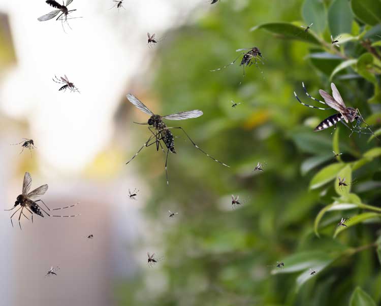 Preparing for mosquito season with proven prevention techniques today