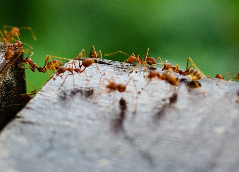 Preventing ant invasions with effective pest control strategies today