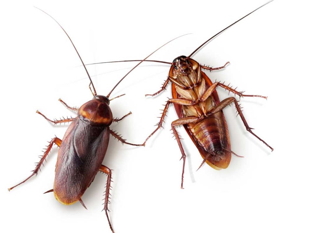 Managing palmetto bugs with effective pest prevention methods