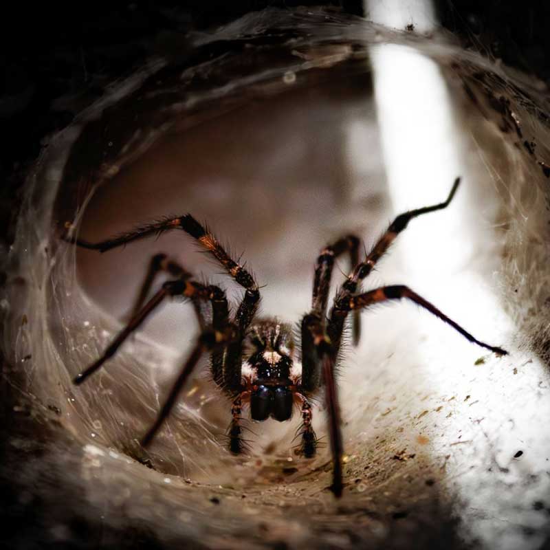 Preventing spider infestations before pests enter your home today