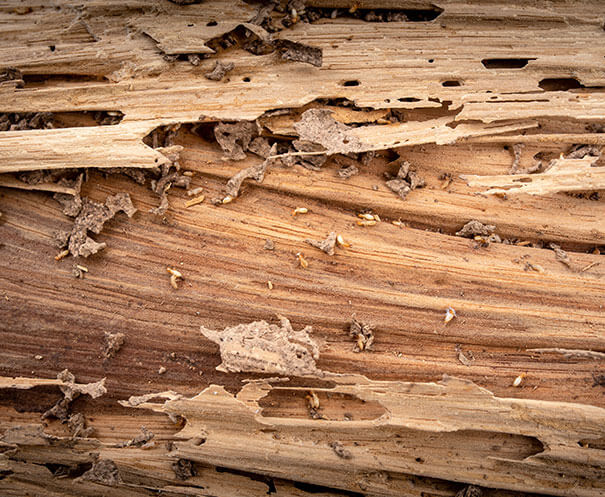 Eliminating termites with professional termite control in Charleston SC